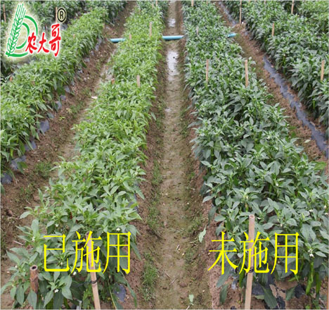 辣椒試驗(yàn)對(duì)比
